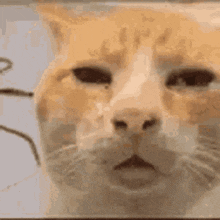 confused cat gif